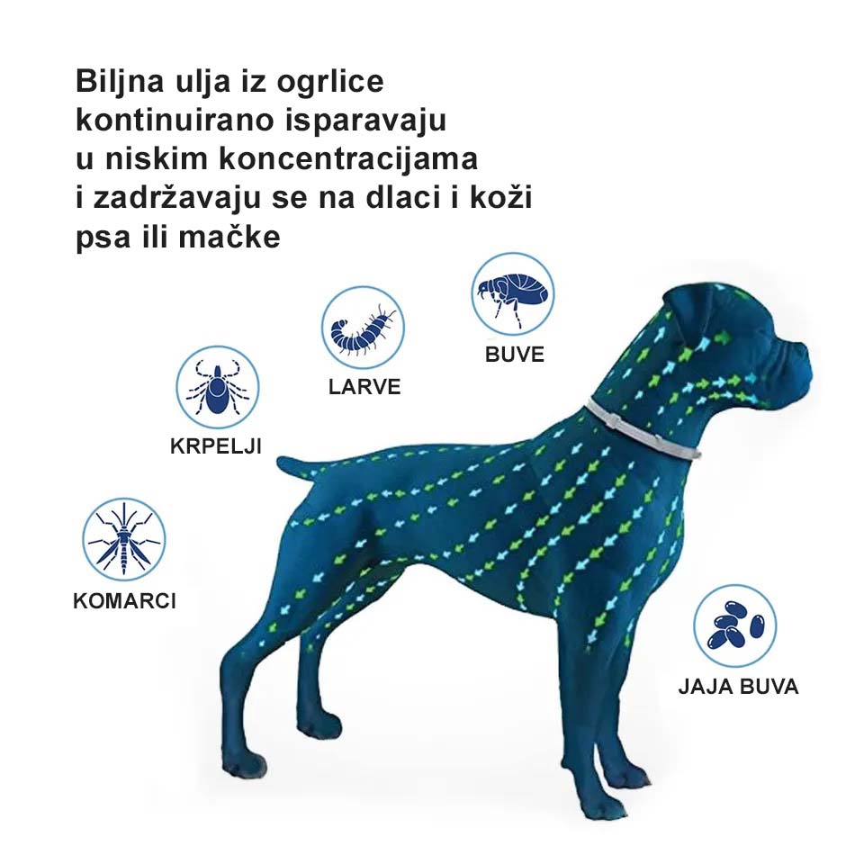 Ogrlica protiv buva, krpelja, komaraca za pse.
